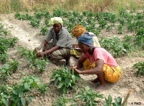 EXTERNAL EVALUATION OF SECO’S ORGANIC COTTON PROGRAMME IN BURKINA FASO AND MALI