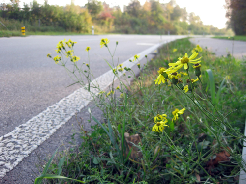 HISTORY AND EARLY INTRODUCTION OF AN INVASIVE ALIEN PLANT SPECIES IN SWITZERLAND