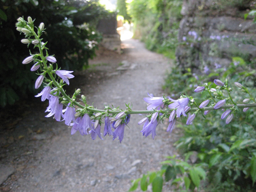 PROMOTING BIODIVERSITY IN THE URBAN AREA OF LUGANO