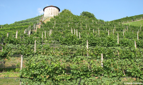 STUDIES ON BIODIVERSITY IN THE VINEYARD AGROECOSYSTEM OF SOUTHERN SWITZERLAND