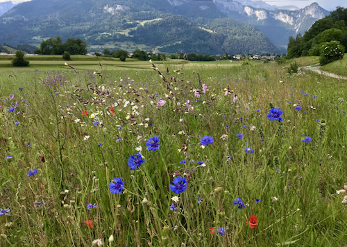 BIODIVERSITY MONITORING IN SWISS AGROECOSYSTEMS