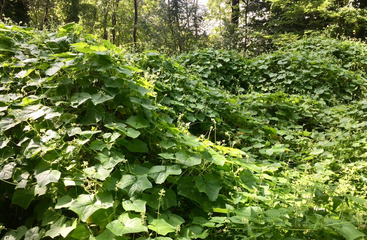 Risk assessment of invasive alien plants