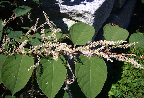 Mapping Invasive Alien Plants on railway infrastructures by Artificial Intelligence