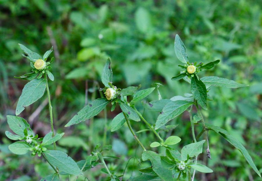 CONSERVATION PLAN OF THE RARE PLANT CARPESIUM CERNUUM