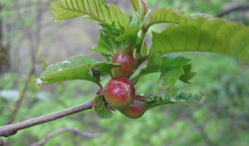 RISK-BENEFIT EVALUATION OF A BIOLOGICAL CONTROL ORGANISM OF THE CHESTNUT GALL WASP IN SWITZERLAND