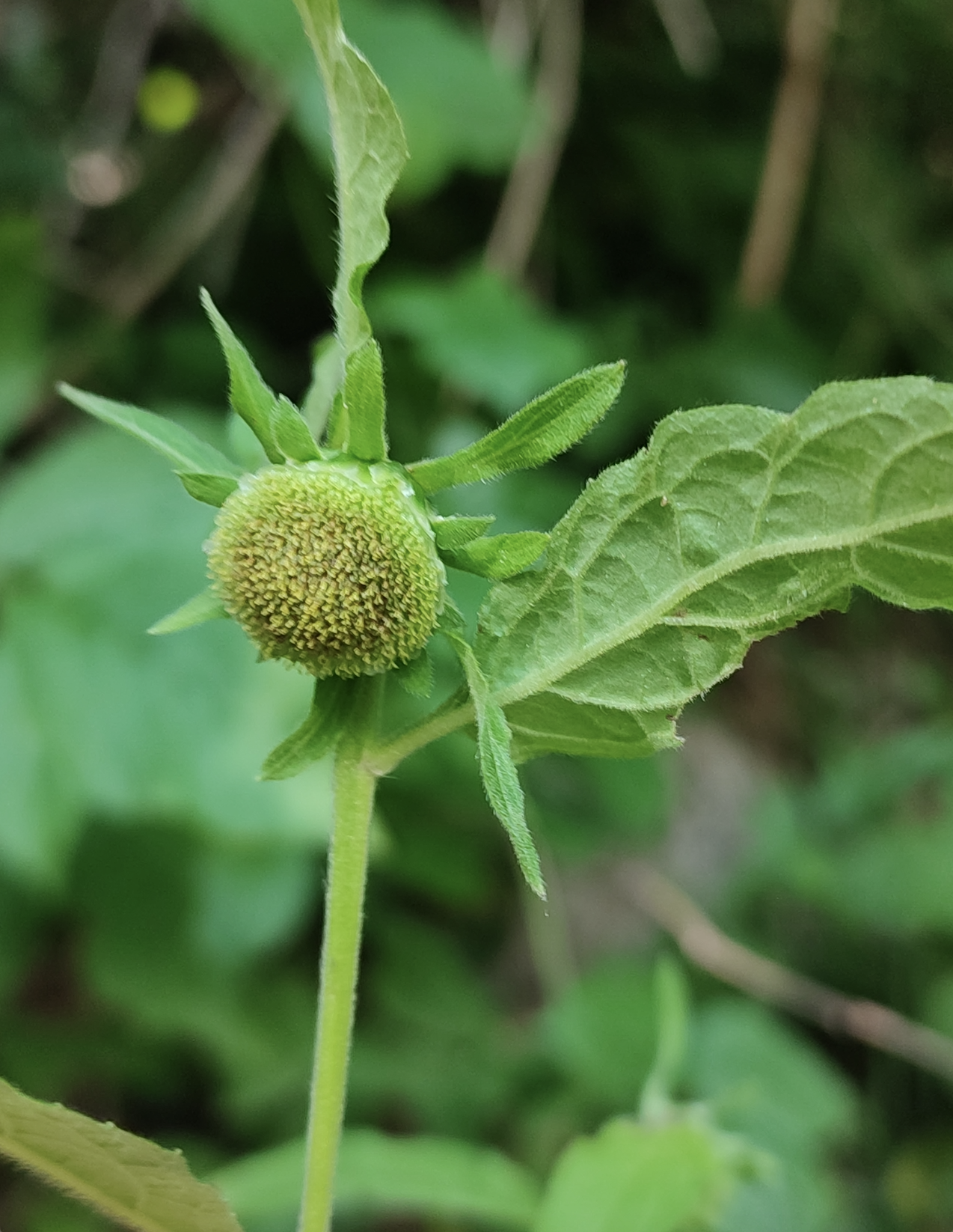 ACTION PLAN FOR THE CONSERVATION OF RARE SWISS PLANTS